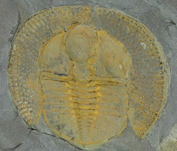 Orange Declivolithus Trilobite - Mecissi, Morocco #140519